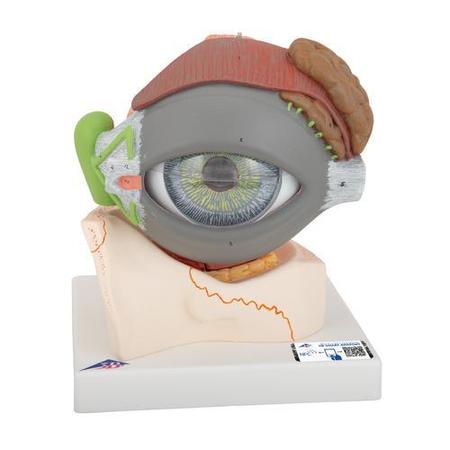 3B SCIENTIFIC Eye, 5 times full-size, 8 part - w/ 3B Smart Anatomy 1000257
